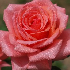Троянда Бермуда (Роза Bermuda)